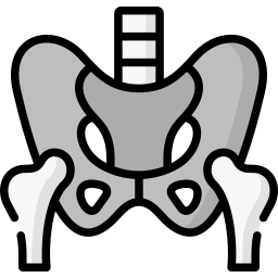 pelvis